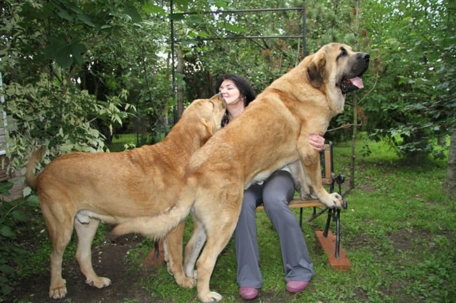 Spanish Mastiffs playing