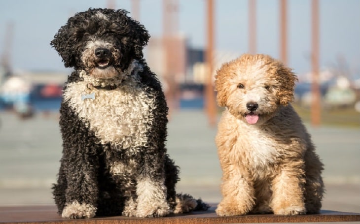 Spanish Water Dog personality and temperament