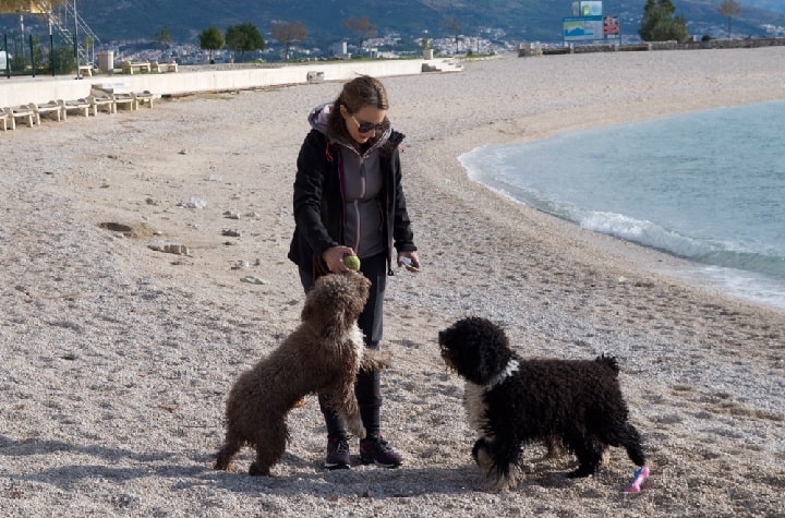 Spanish Water Dogs playing