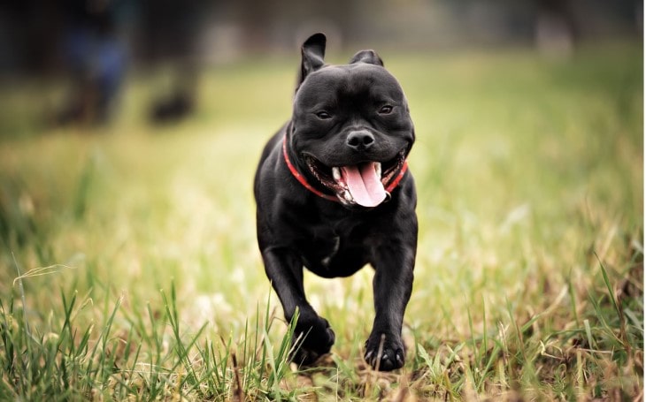Staffordshire Bull Terrier Is an Energetic And Athletic Dog.