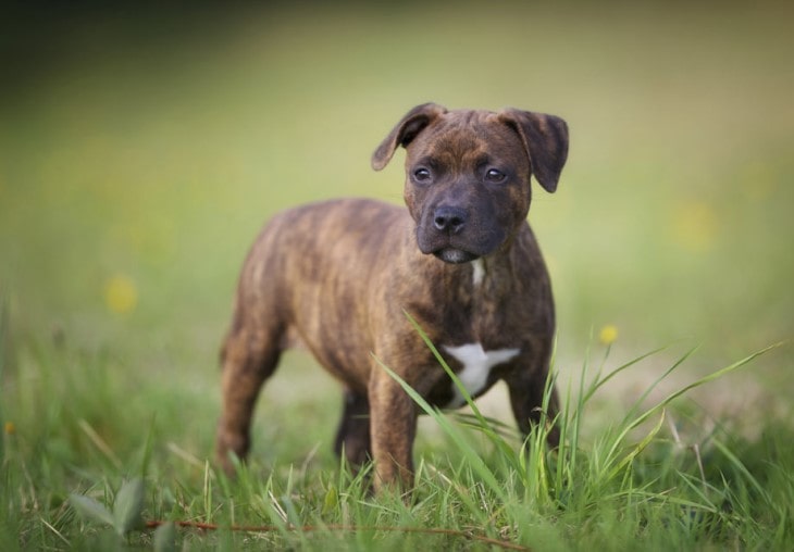Staffordshire Bull Terrier Is Very Gentle And Loyal Breed.