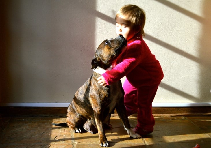 Staffordshire Bull Terrier Makes Child Best Playmates.