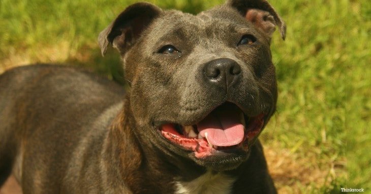 Staffordshire Bull Terrier Is Easy Going With People.