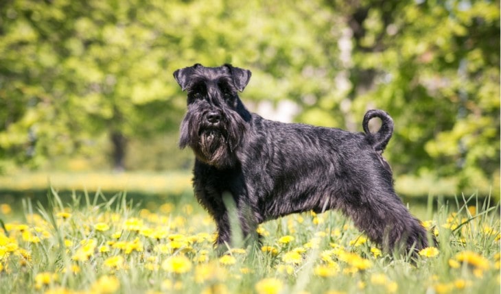 Standard Schnauzer Dog Makes Alert Watchdogs.