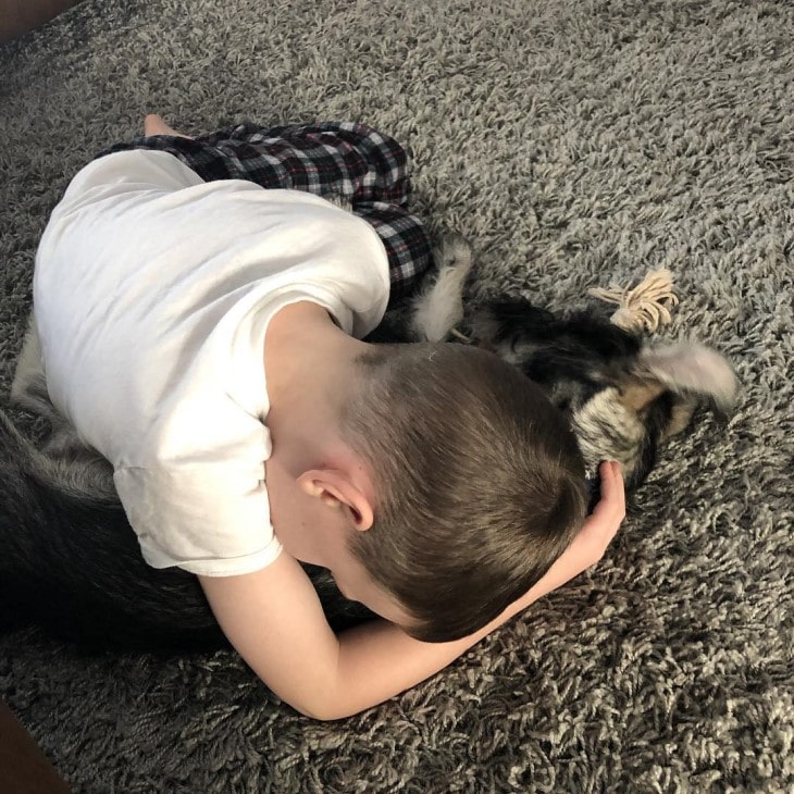 Standard Schnauzer Is Well With Children.