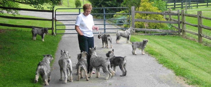 Standard Schnauzers IS Gentle With Human Beings.