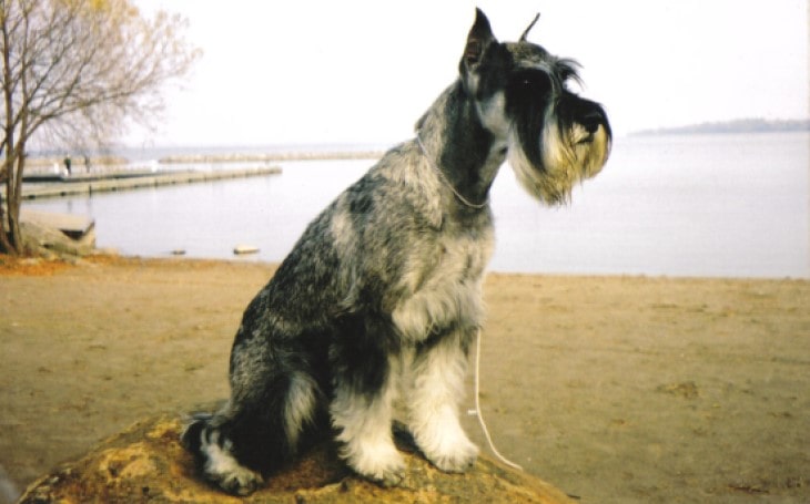 are standard schnauzers aggressive