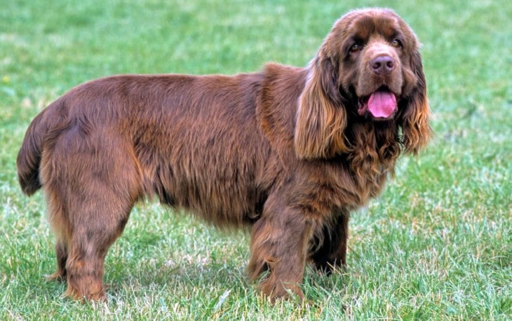 Sussex Spaniel Is Easygoing With People.