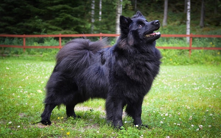 Swedish Lapphund personality ad temperament