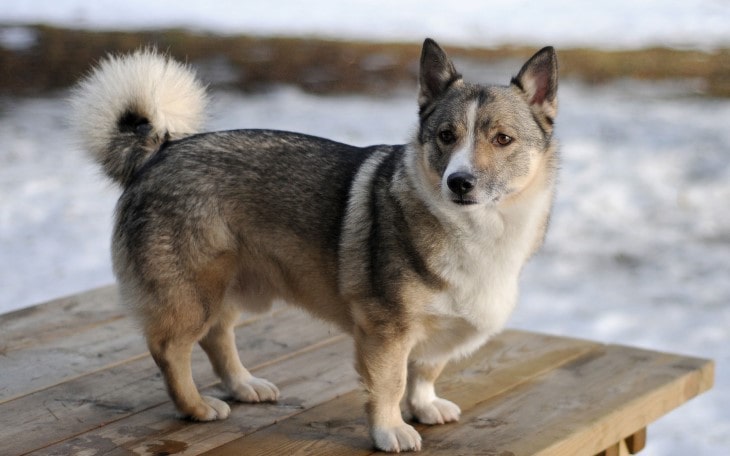 Swedish Vallhund  Is Gentle And Calm With Their Owner.