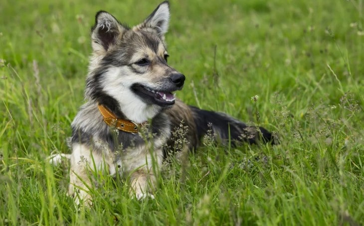 Swedish Vallhund Is An Active Breed.