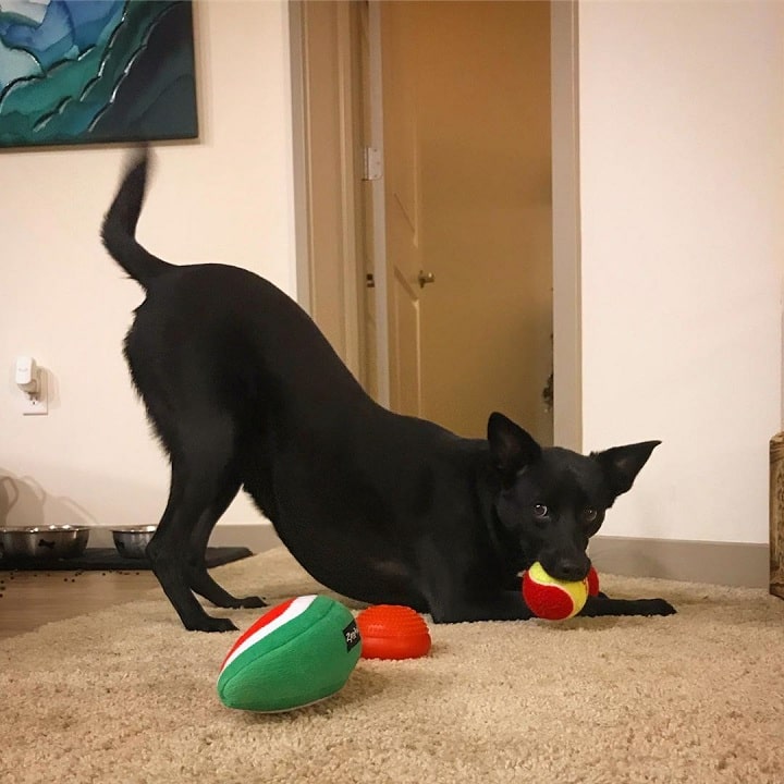 Taiwan Dog playing with toy