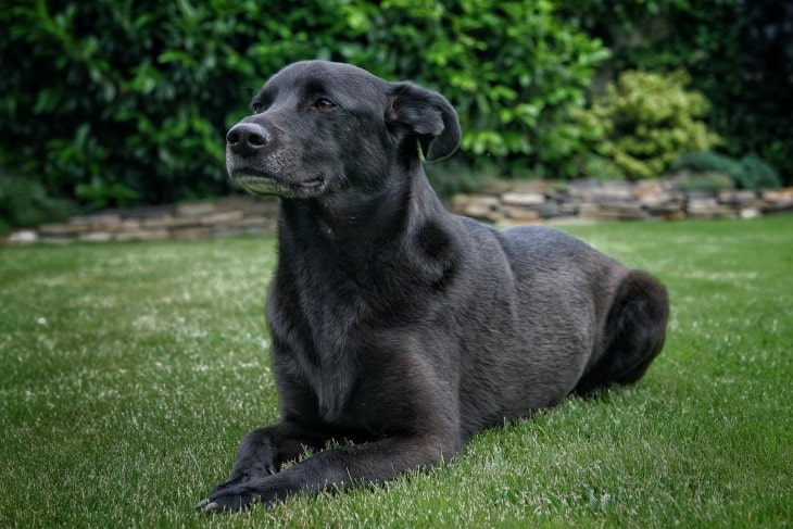 Taiwan Dogs Are Very Much Affectionate To Their Family Members.