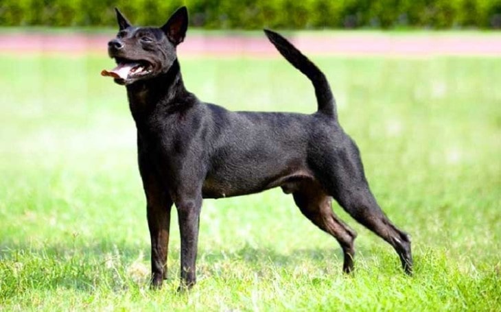 Taiwan Dog Breeds Belong To Taiwan