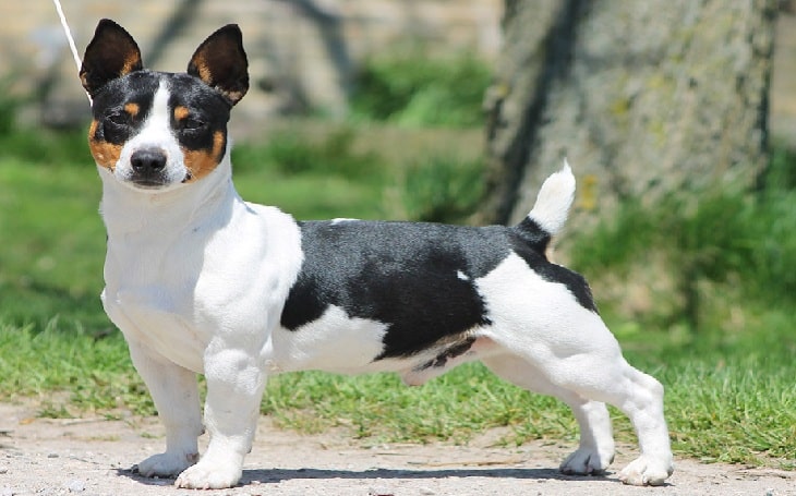 teddy roosevelt rat terrier for sale