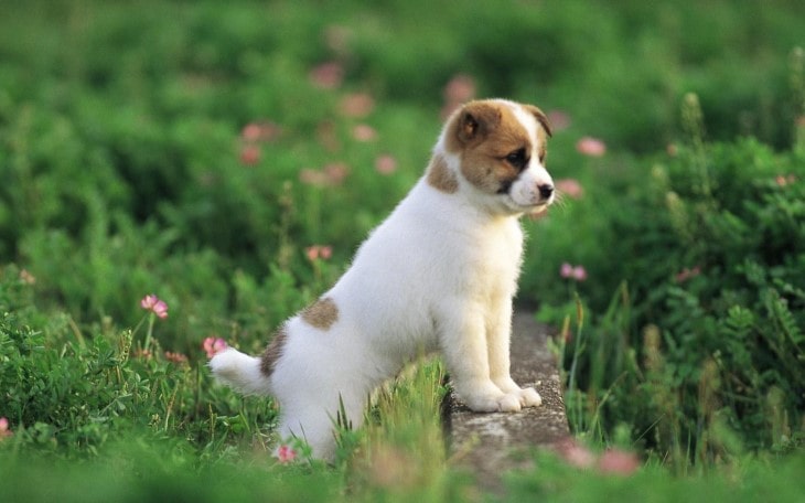 Teddy Roosevelt Terrier Is Small In Size