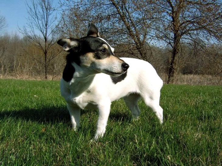 Teddy Roosevelt Terrier Are Affectionate Dogs.