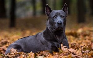 are thai ridgeback noisy