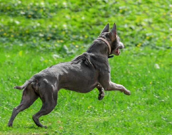 Thai Ridgeback agility