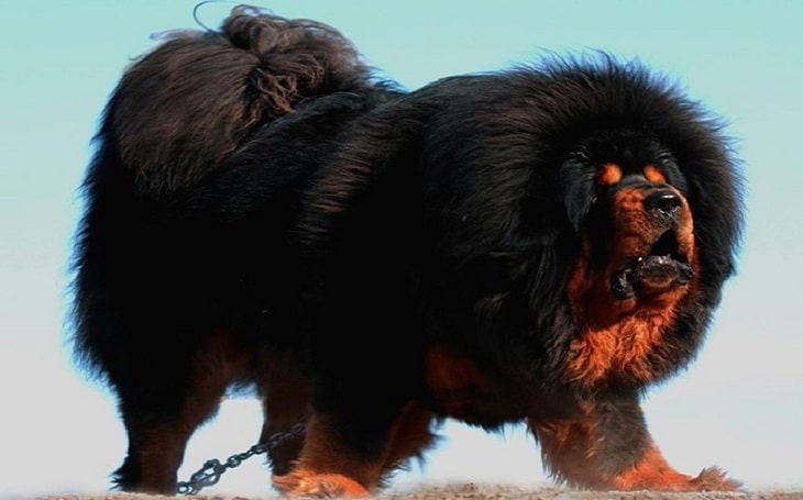 Tibetan mastiff is sales dangerous