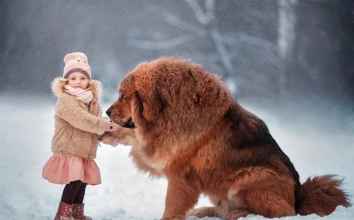 Tibetan Mastiff is friendly with family children