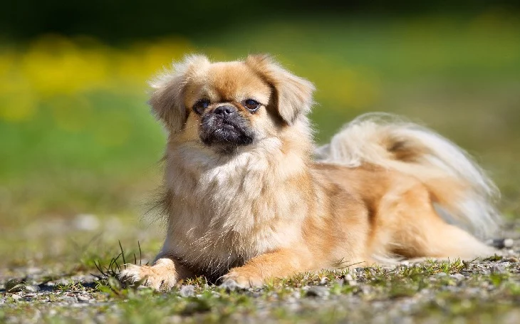 Tibetan Spaniel temperament and personality