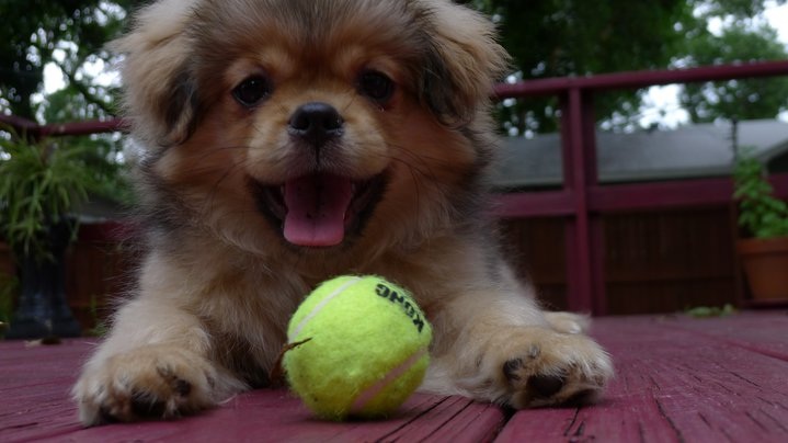 Tibetan Spaniel puppy playing ball