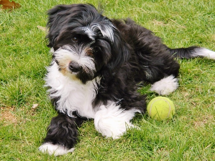 Tibetan Terrier puppy playing ball