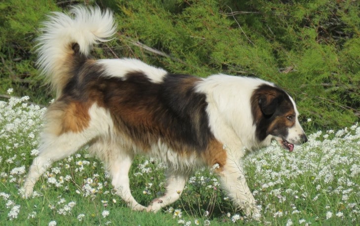 Tornjak Is A playful Breed.