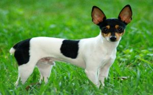 Toy Fox Terrier personality and temperament