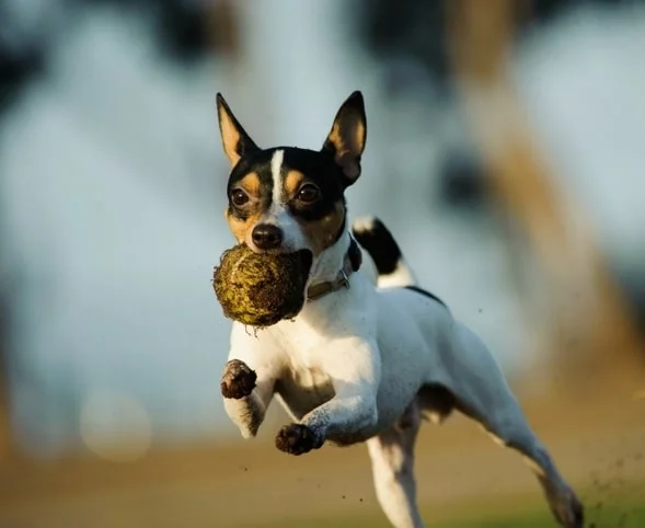 Toy Fox Terrier running with a ball in its mouth