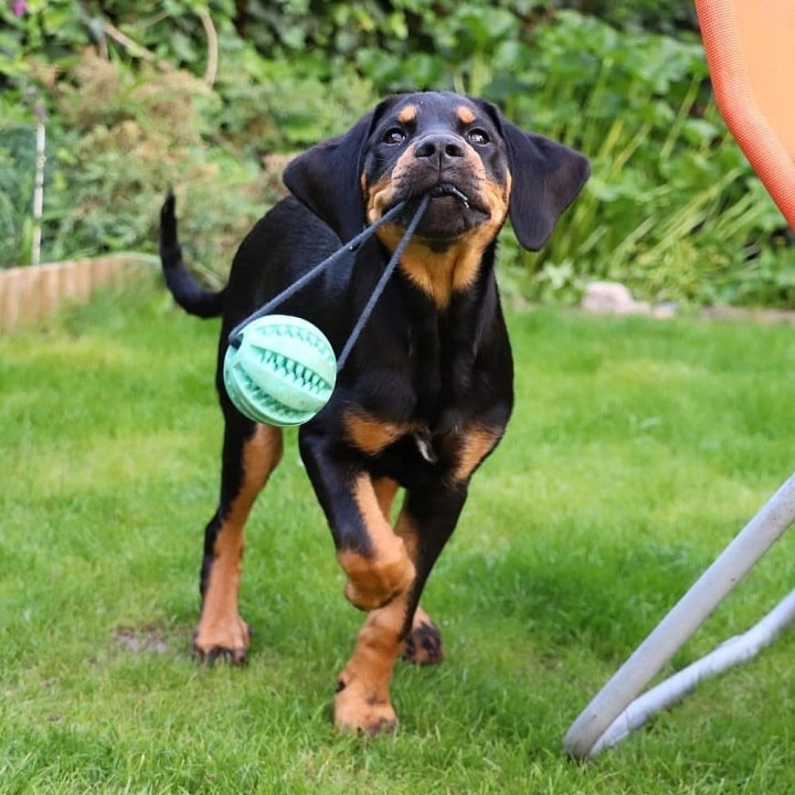 Transylvanian Hound is also playful