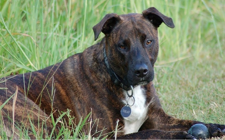 Treeing Tennessee Brindle temperament and personality