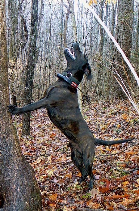 Treeing Tennessee Brindle treeing its prey