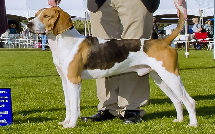 are coonhounds sensitive