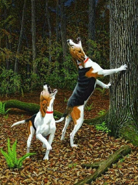 Treeing Walker Coonhounds treeing