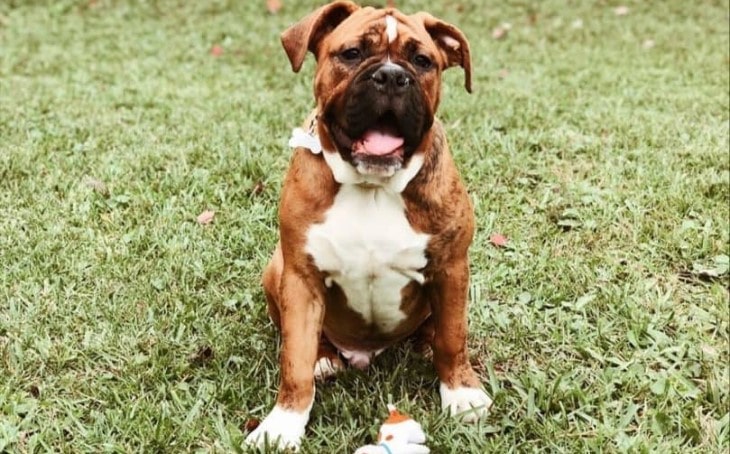 Valley Bulldog Is An Intelligent Breed.