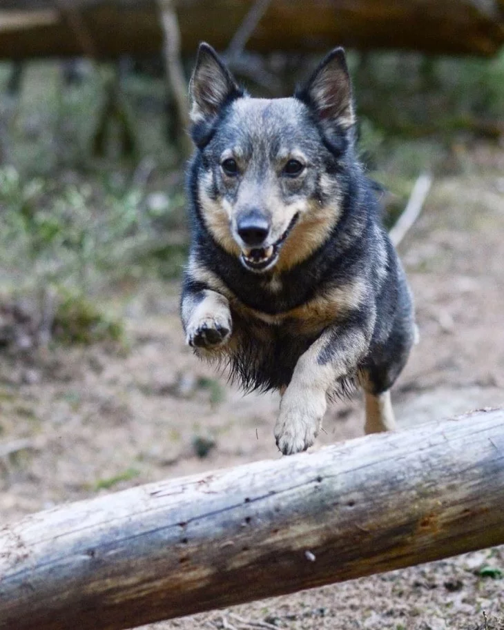 Swedish Vallhund Is Very Energetic.