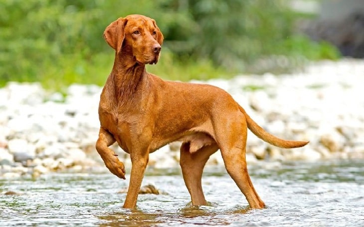 Vizsla personality and temperament