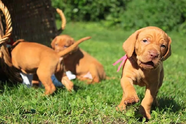 Vizsla is playful