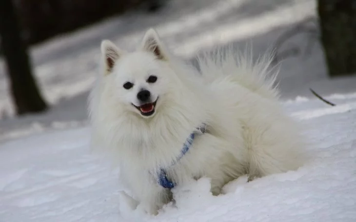 Volpino Italiano Is A Small Dog Breed.