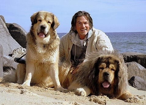 Wayne Scot Lukas with his two Tibetan Mastiff