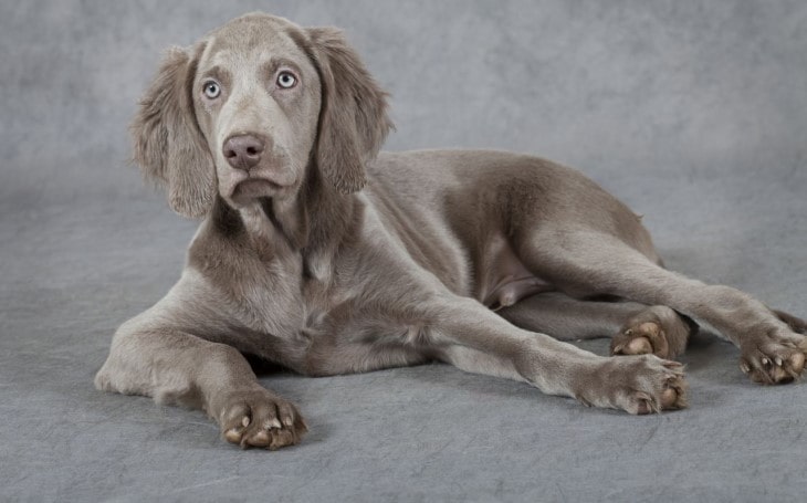 Weimaraner  Is An Athletic Dog.