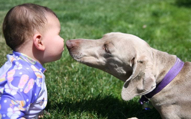 Weimaraner Is Loving And Friendly With Children.