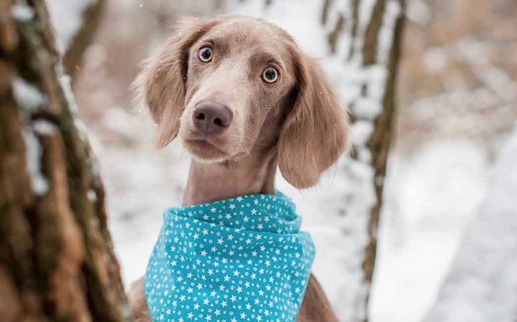 Weimaraner Are Lively Dogs.