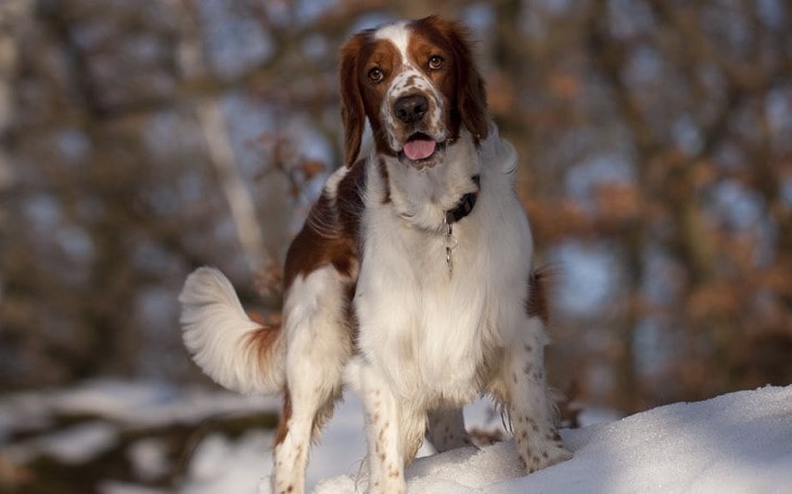 Welsh Springer Spaniel Is Devoted To Its Owner.
