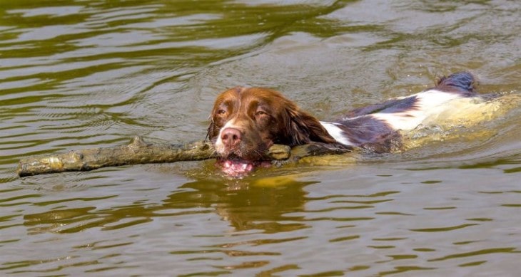 Welsh Springer Spaniel Makes Good Family Conmpanion.