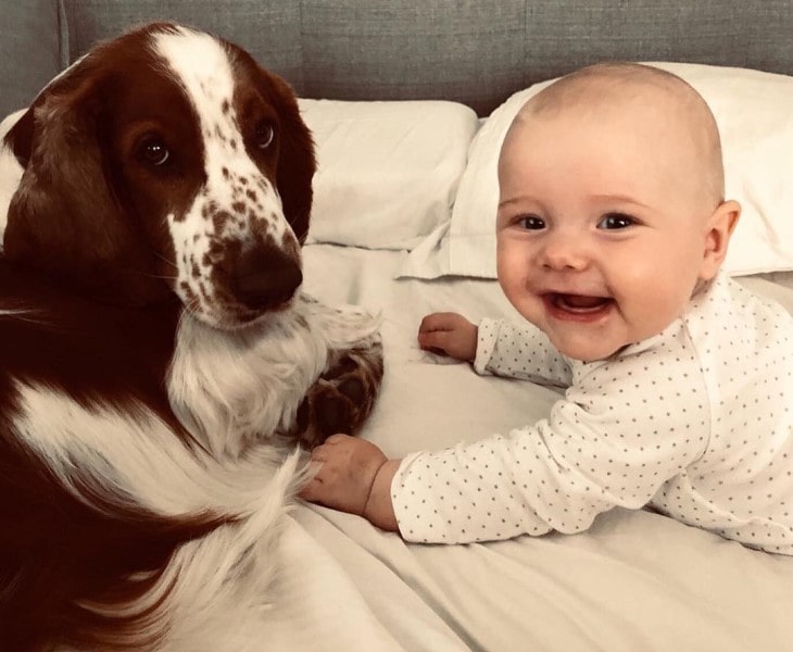 Welsh Springer Spaniel Is Playful With children.