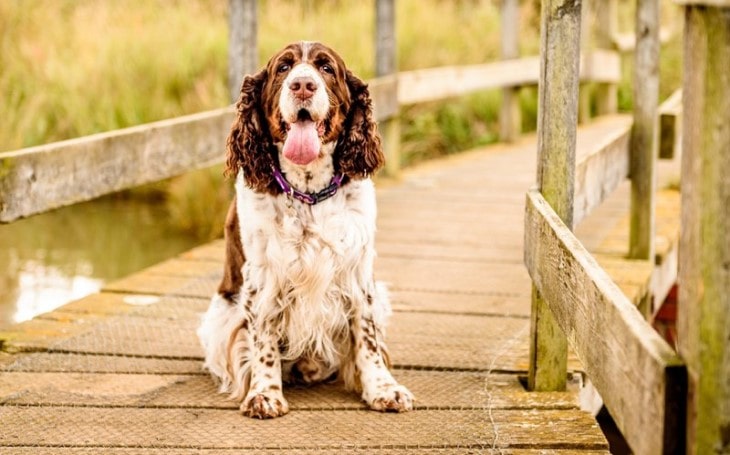 Welsh Springer Spaniel Is A Powerful Breed.