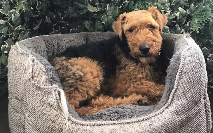 Welsh Terrier Is An Active Dog Breed.